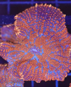 Wysiwyg Rhodactis Mushroom Frags(C58)