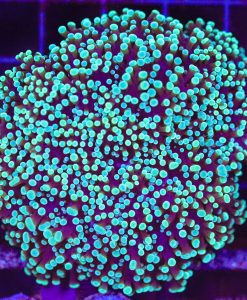 Wysiwyg Frogspawn Coral (C62)