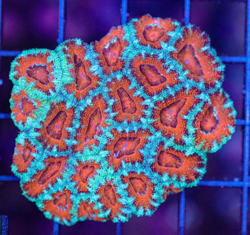 Frag Box Corals