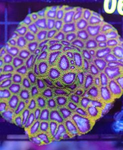Wysiwyg Favia Coral Plate (C90)