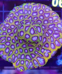 Wysiwyg Favia Coral Plate (C90) *Free shipping no minimum spend*