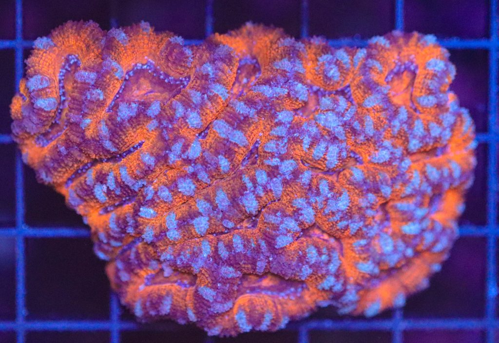 Frag Box Corals