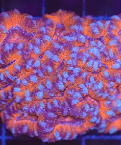 Wysiwyg Acan Colony (C98)