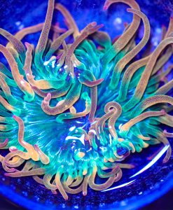 Wysiwyg Flame Bubbletip Anemone (C103)