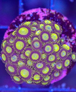 Wysiwyg King Midas Zoa Mini Colony  (C104)