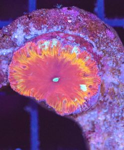 WYSIWYG Blastomussa Frag (C107)