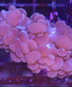 Wysiwyg Bubble Coral (C110)