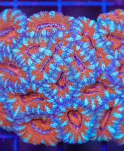 Wysiwyg Acan Coral Colony (C114)