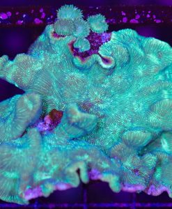 Wysiwyg Potato Chip Pavona Coral  (C115) *Free shipping no minimum spend*