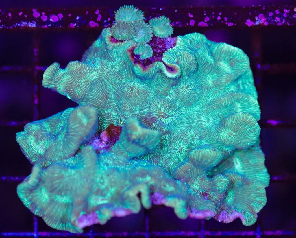 Frag Box Corals