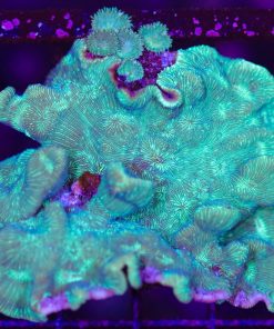 Wysiwyg Potato Chip Pavona Coral  (C115)