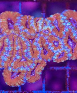 Wysiwyg Acan Coral colony (C116)