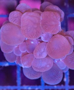 Wysiwyg Bubble Coral (C120)