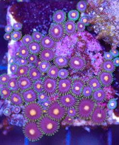 Wysiwyg Zoanthid Rock (C123)
