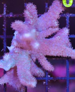 Wysiwyg Finger Leather Coral (C130)