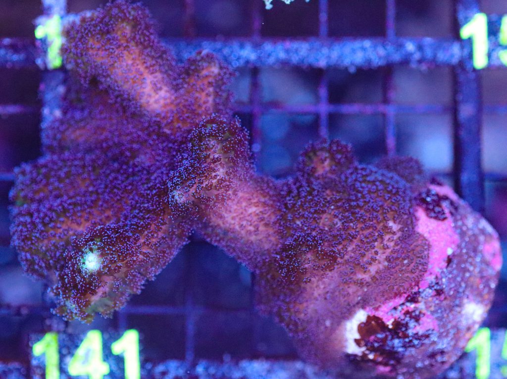Frag Box Corals