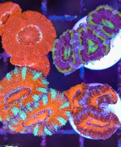 Wysiwyg Acan Frags Quatro Combo (C158)