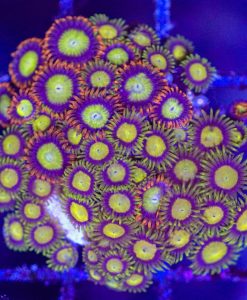 Wysiwyg King Midas x Micky D Zoa Combo Mini Colony (C159)