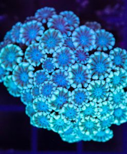 Wysiwyg Alveopora Frag (C160)
