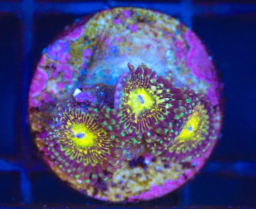 Frag Box Corals