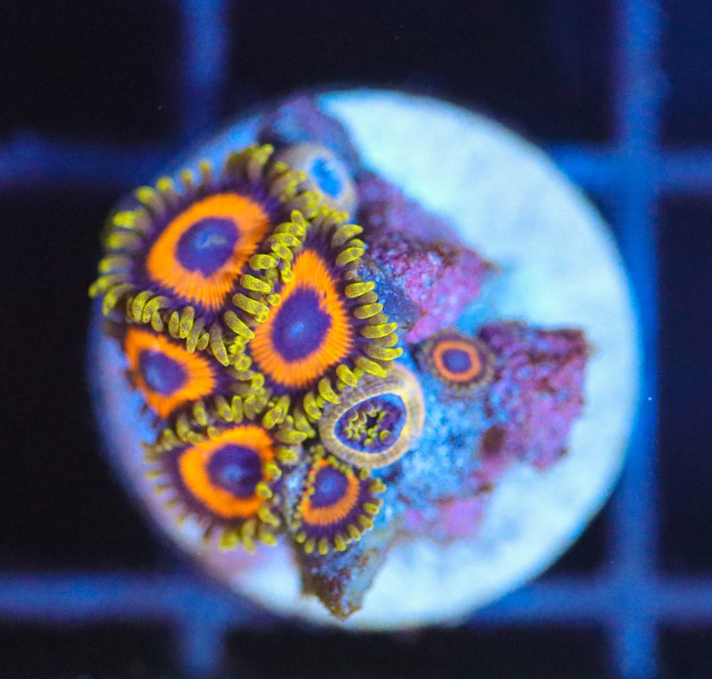 Frag Box Corals