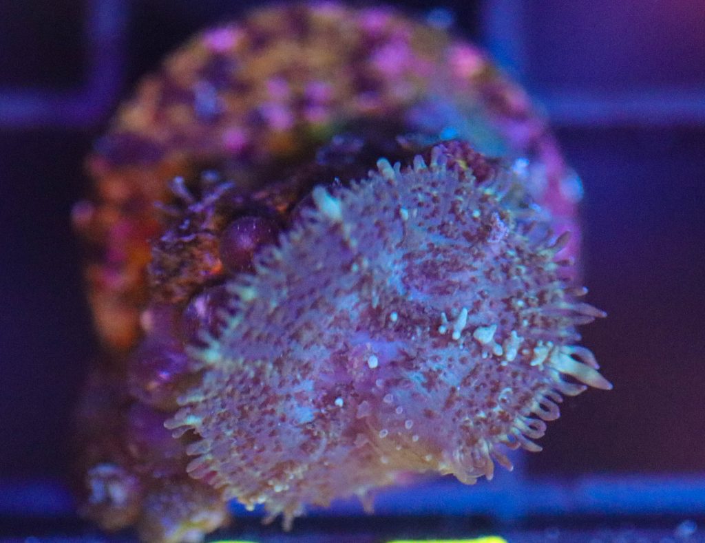 Frag Box Corals