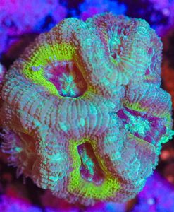Wysiwyg Acan Frag [F10]