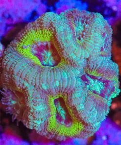 Wysiwyg Acan Frag [F10]