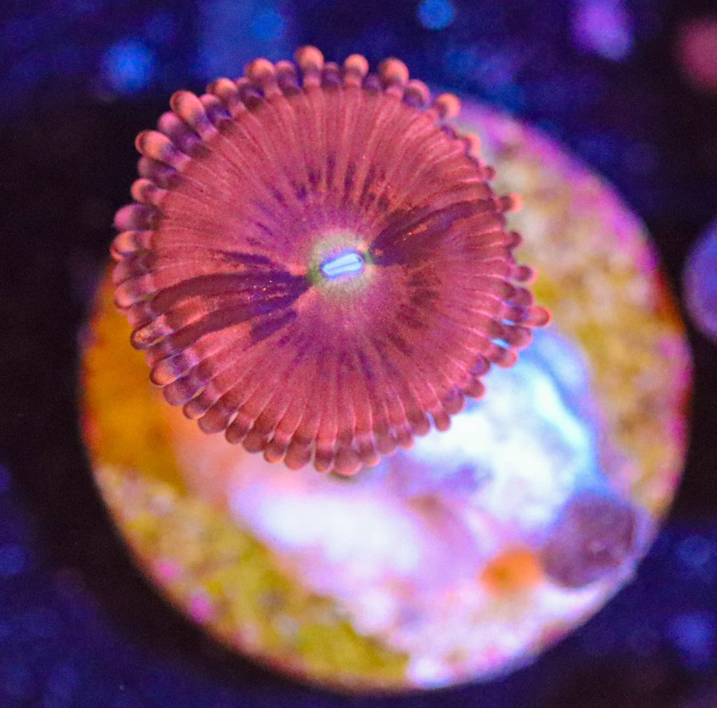 Frag Box Corals