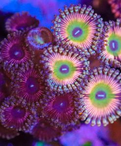 Wysiwyg Zoa Combo Frag [F24]