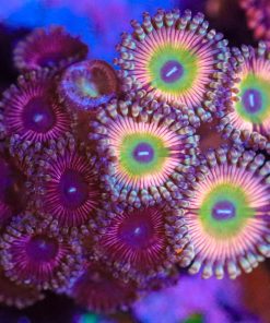 Wysiwyg Zoa Combo Frag [F24]