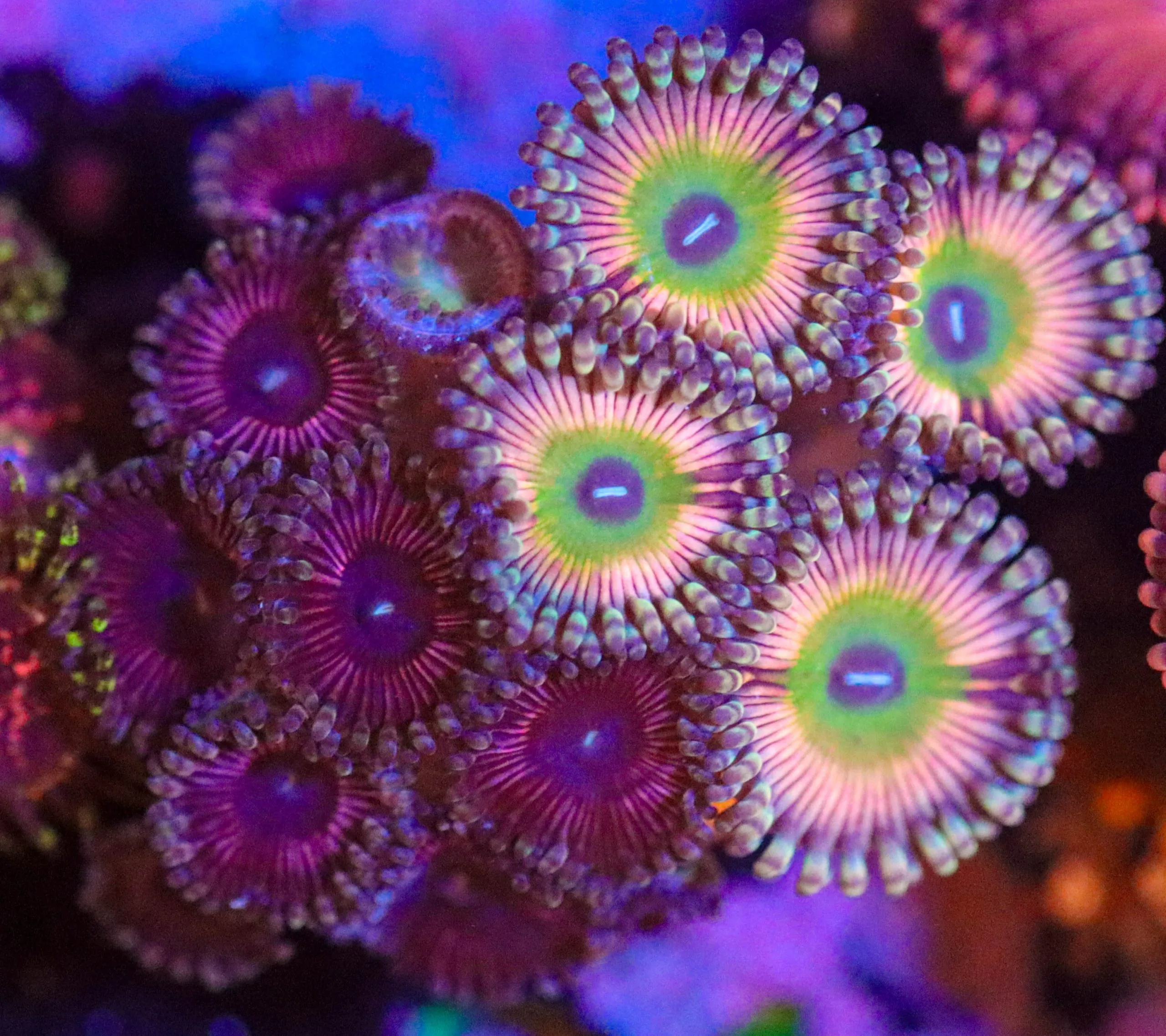Frag Box Corals