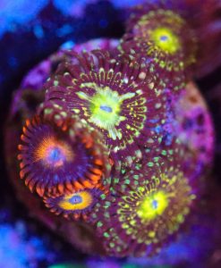 Wysiwyg Zoanthid Combo Frag [F27]