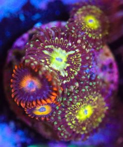 Wysiwyg Zoanthid Combo Frag [F27]