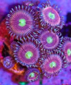Wysiwyg Zoa Frag  [F31]