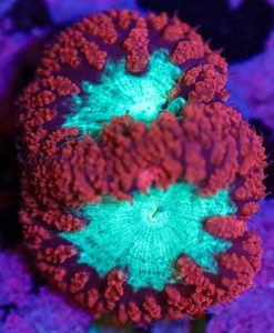 Wysiwyg Blastomussa Frag [F40]