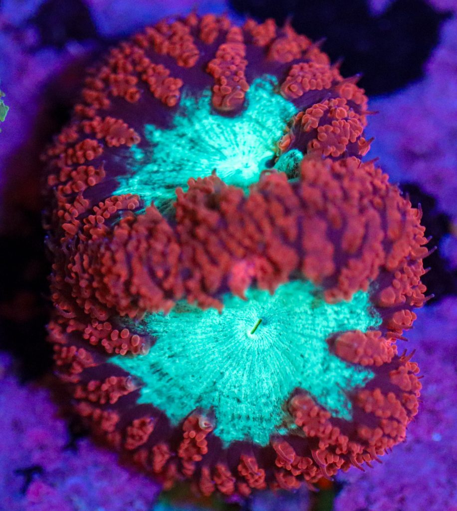 Frag Box Corals