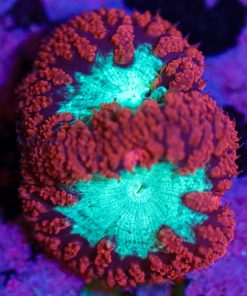 Wysiwyg Blastomussa Frag [F40]