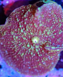 Wysiwyg Mushroom Frag [F49]