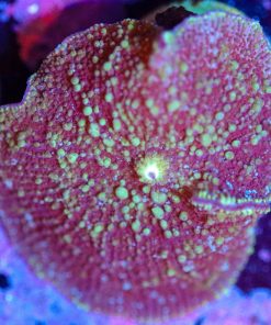 Wysiwyg Mushroom Frag [F49]