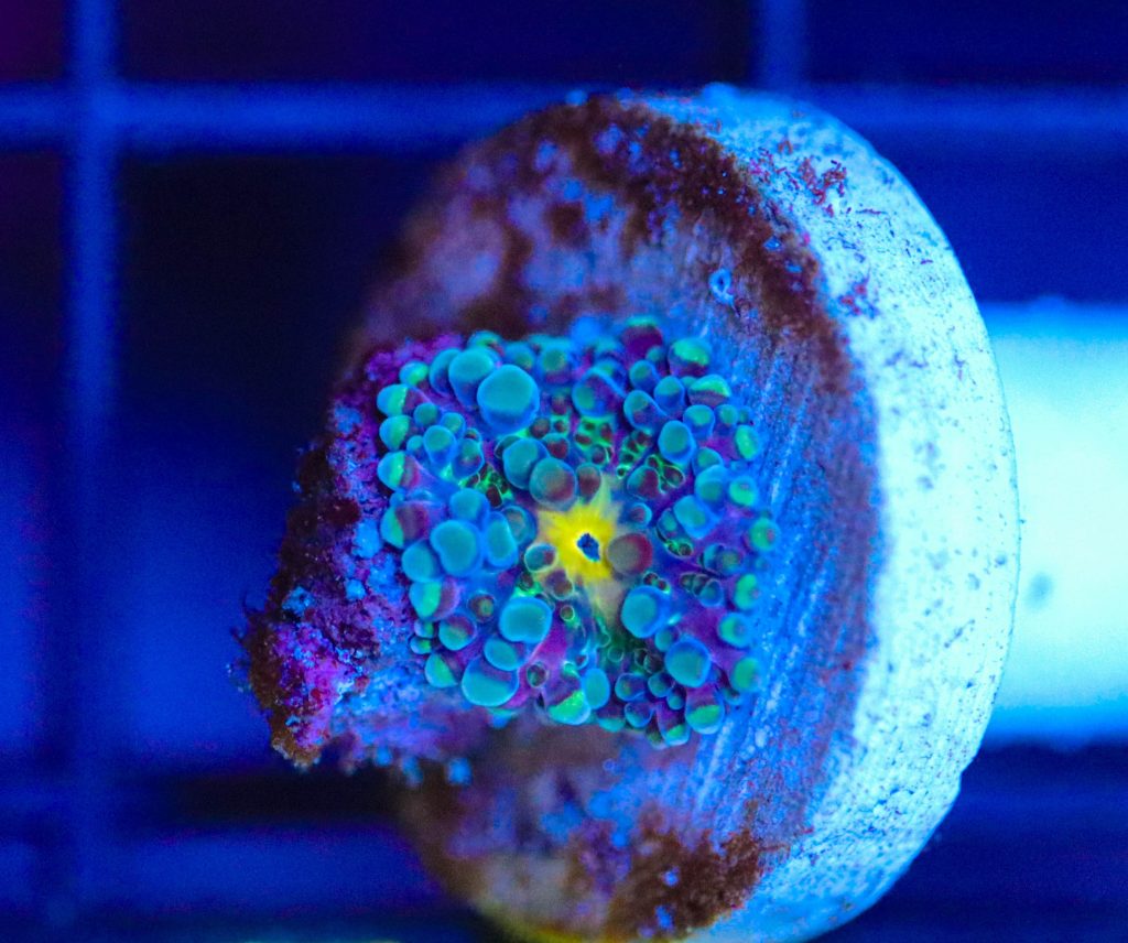 Frag Box Corals