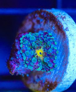 Wysiwyg tiny Ricordea Mushroom [F52]