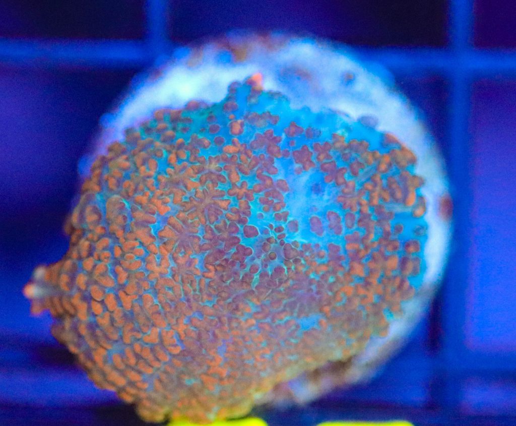 Frag Box Corals