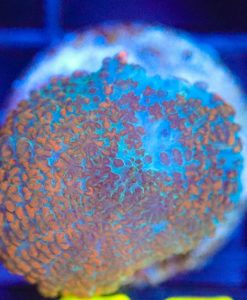 Wysiwyg Rhodactis Frag [F55]