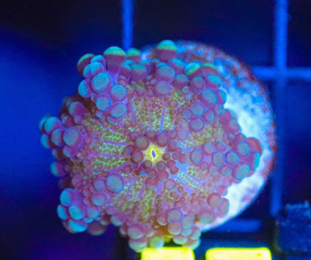 Frag Box Corals