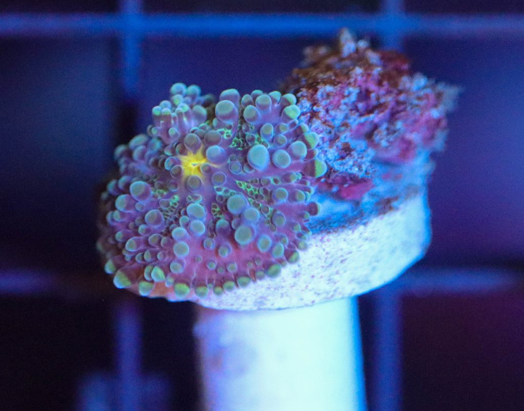 Frag Box Corals