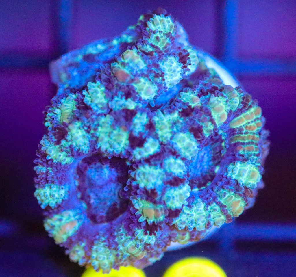 Frag Box Corals