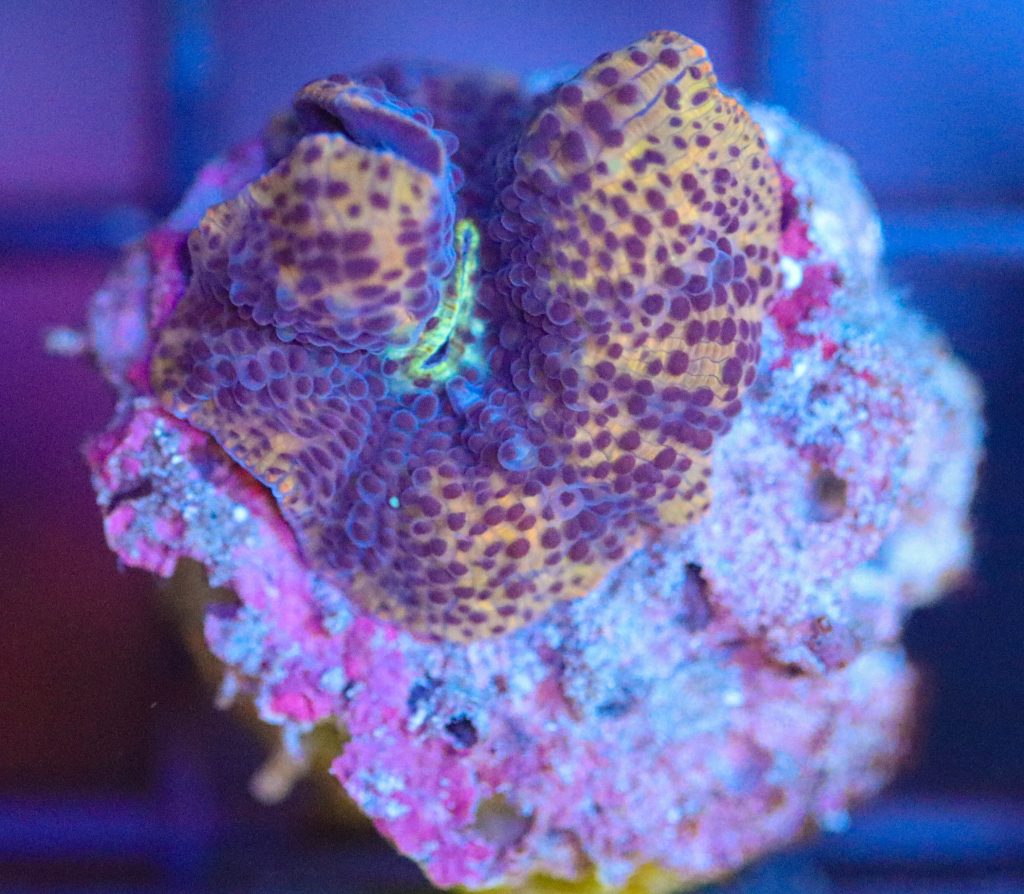 Frag Box Corals