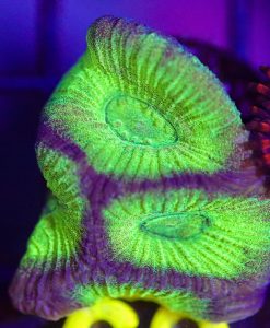 Wysiwyg Favia Frag [F69]
