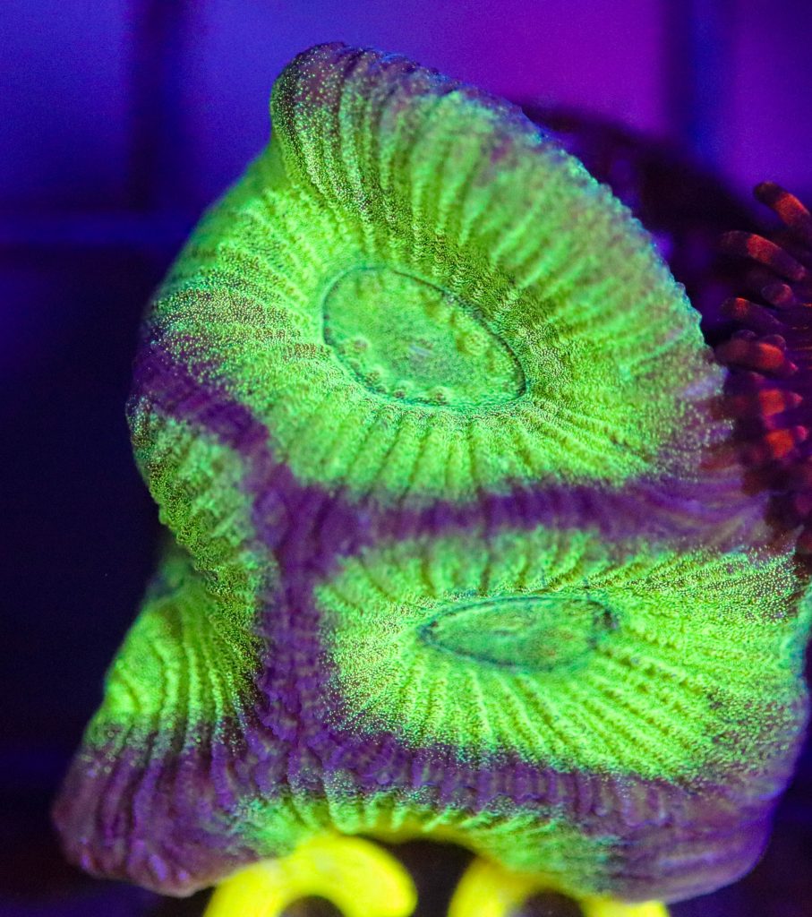 Frag Box Corals